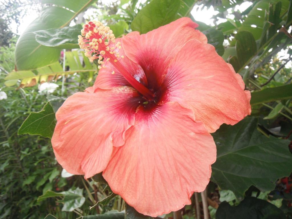 Classique International In Dominica Marigot Luaran gambar