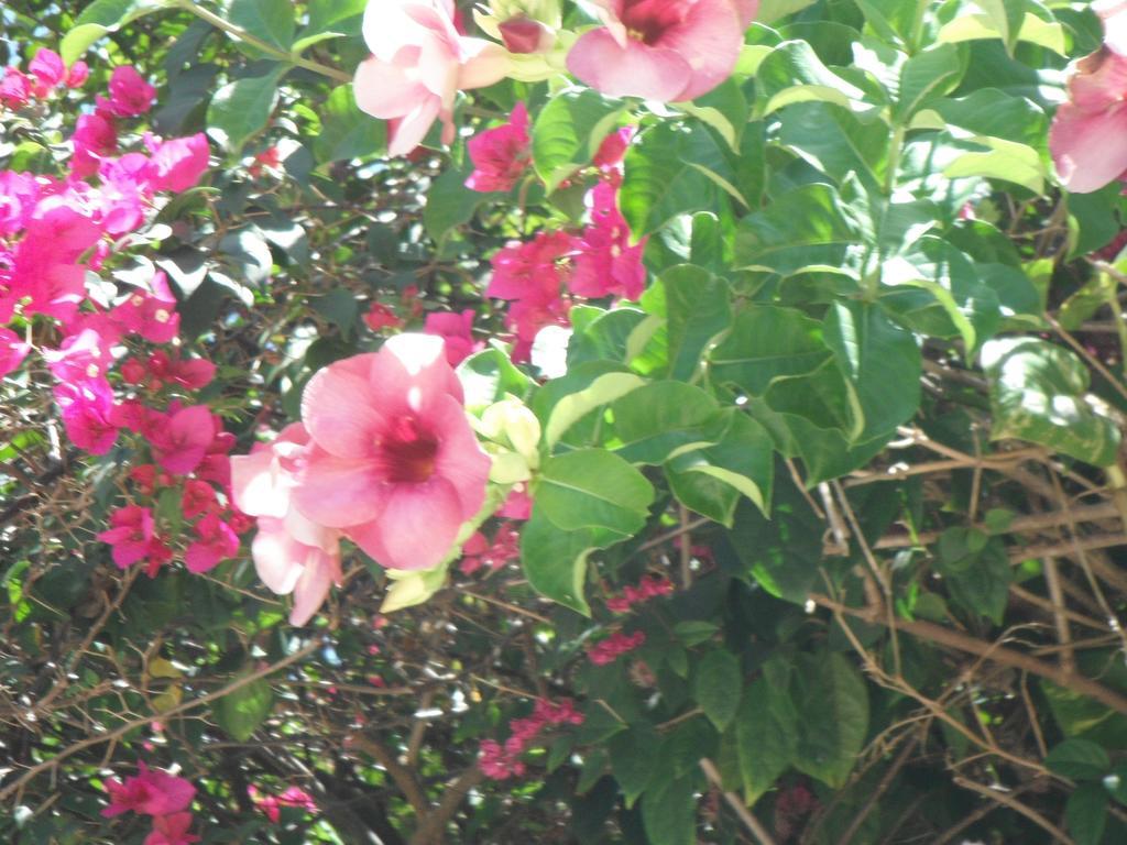 Classique International In Dominica Marigot Bilik gambar