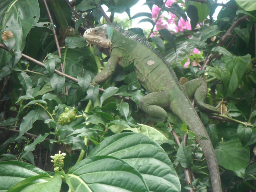 Classique International In Dominica Marigot Bilik gambar