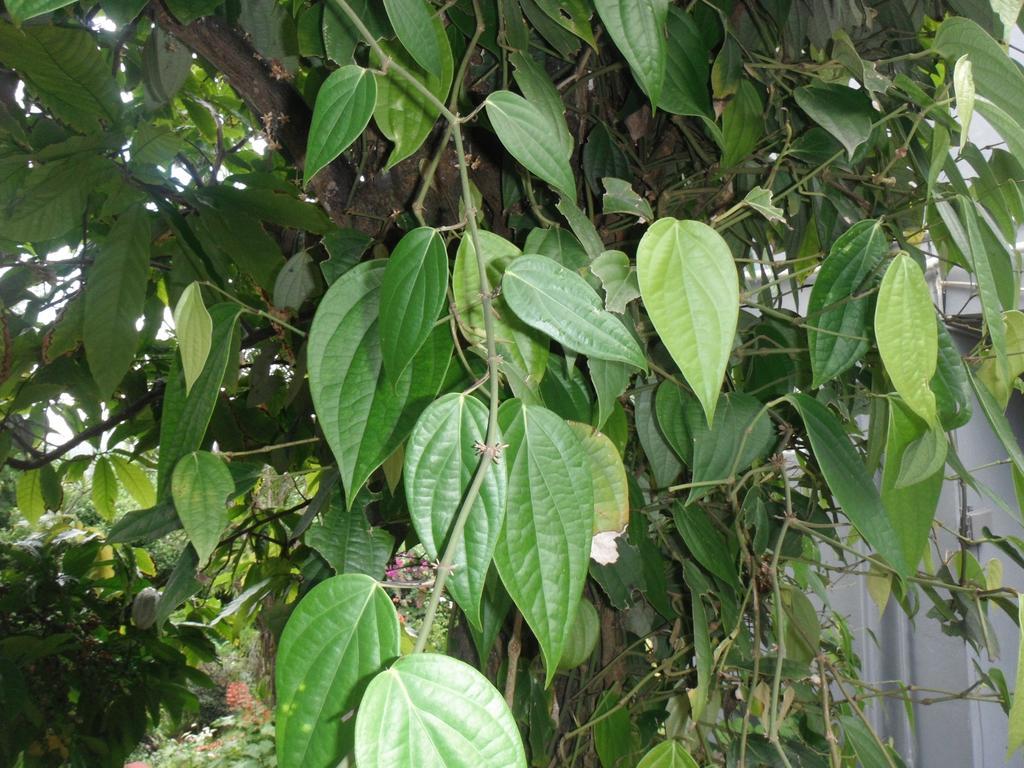 Classique International In Dominica Marigot Bilik gambar
